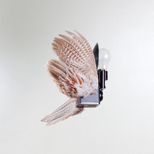 Летающие птицы-фотокамеры Пола Октавиуса - №3