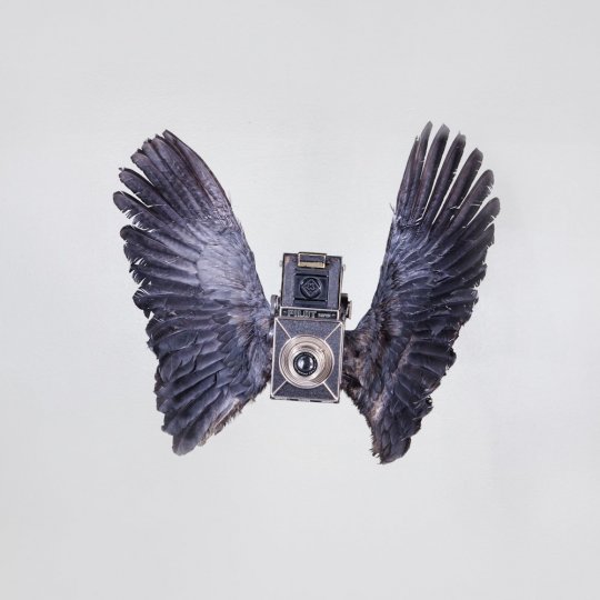 Летающие птицы-фотокамеры Пола Октавиуса - №7