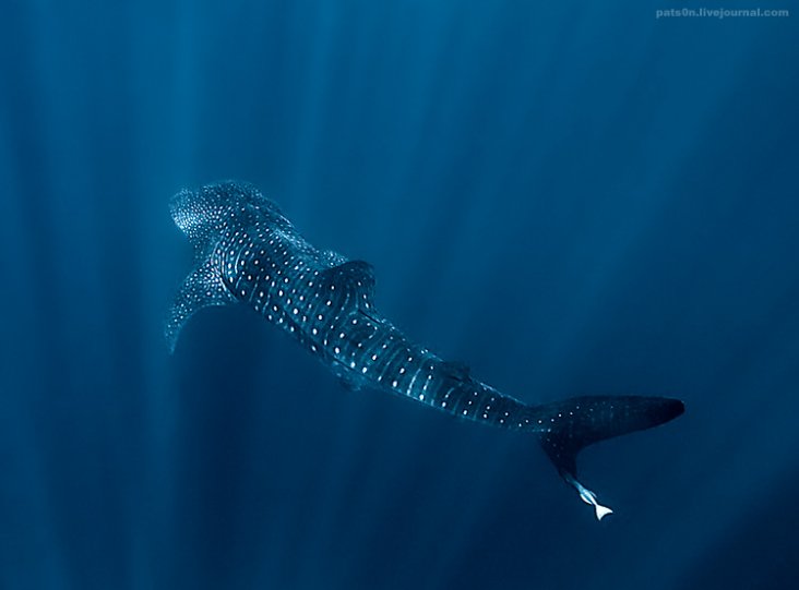 Потрясающие подводные фотографии Александра Сафонова - №18