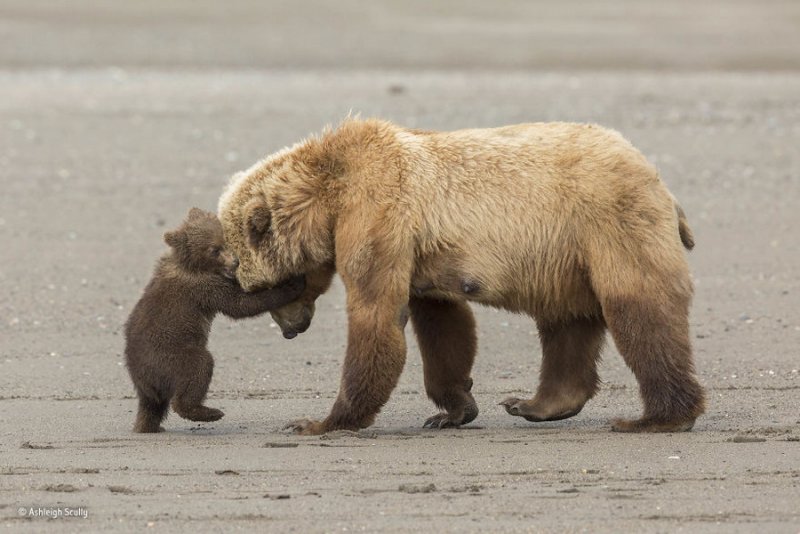 Автор фото: Эшли Скалли. «Медвежье объятие»