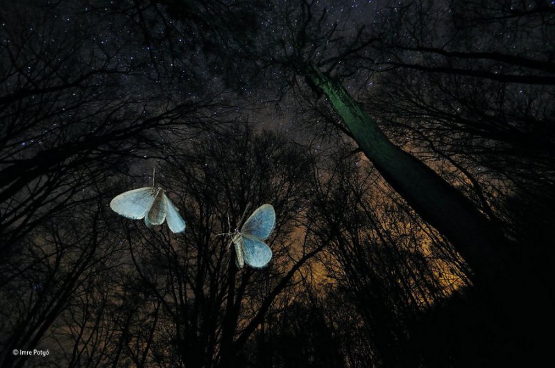 Автор фото: Имре Потьо. «Крылья зимы»