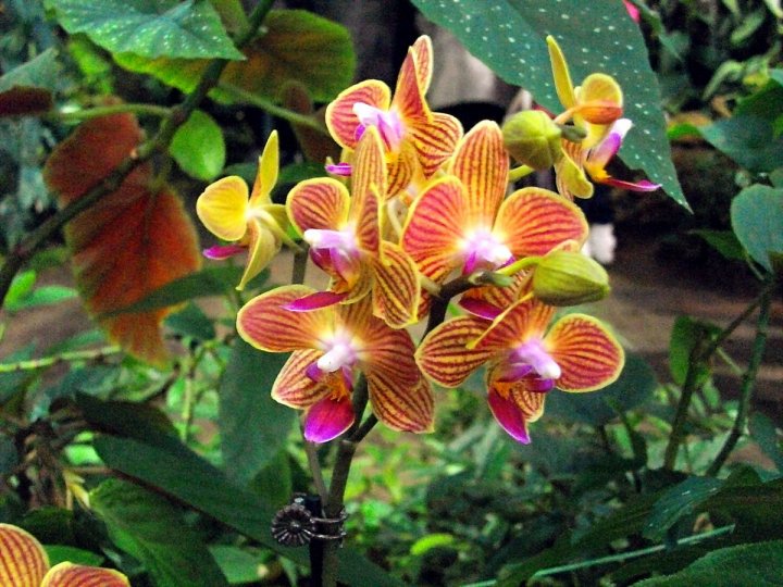 Выставка орхидей.