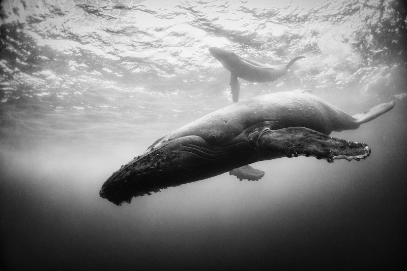 Жизнь под водой от фотографа Ануара Патьяне - №6
