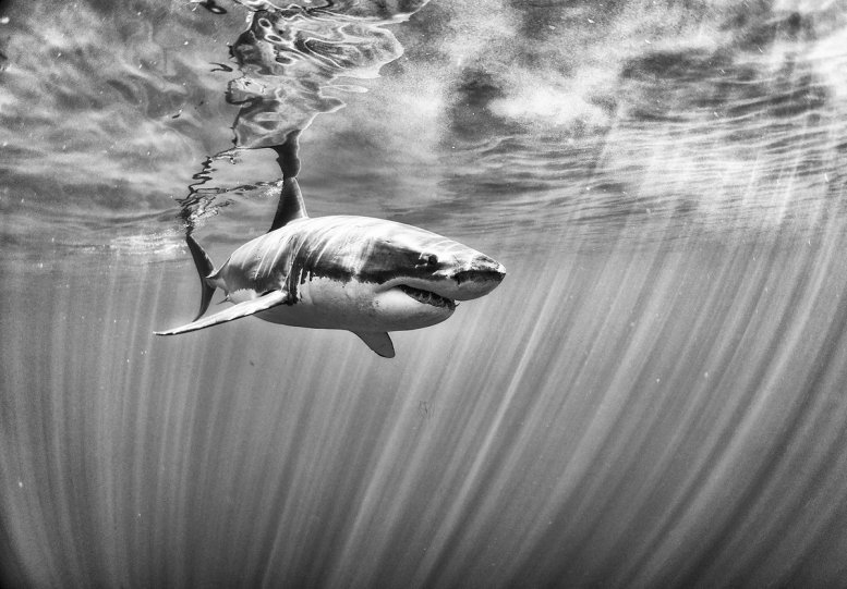 Жизнь под водой от фотографа Ануара Патьяне - №7