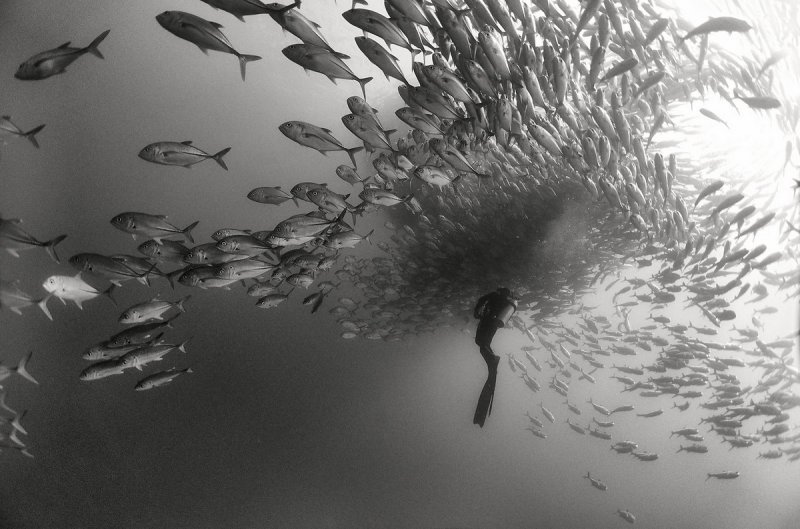 Жизнь под водой от фотографа Ануара Патьяне - №11