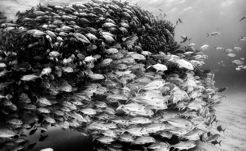 Жизнь под водой от фотографа Ануара Патьяне - №14