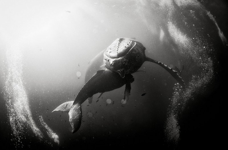 Жизнь под водой от фотографа Ануара Патьяне - №17