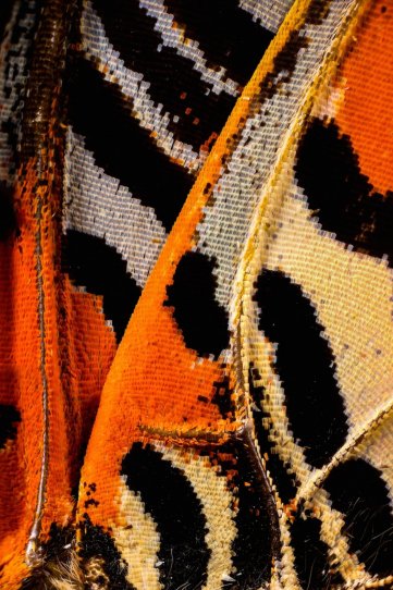 «Крылья бабочек». Фотограф Крис Перани - №19
