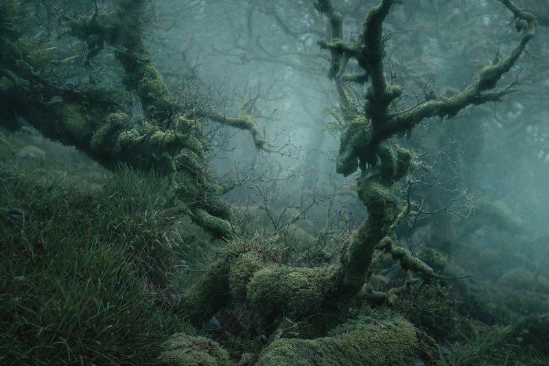 Туманный лес в фотографиях Нила Бернелла - №3