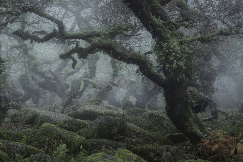 Туманный лес в фотографиях Нила Бернелла - №6
