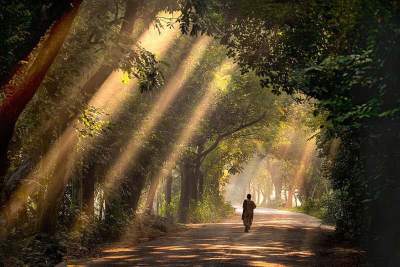 Прогулка по национальному парку Сатхари (Satchari) в Бангладеш. Автор фото: Абдул Момин.