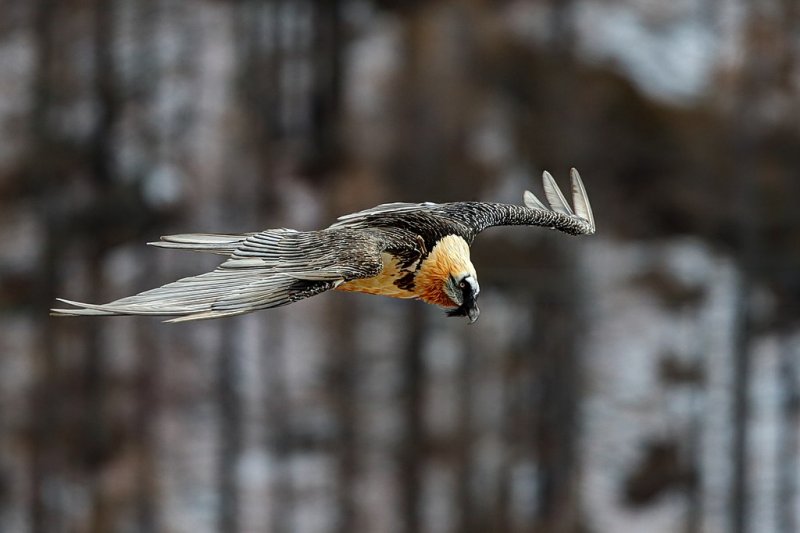 Бородач, единственная известная птица, чей рацион состоит преимущественно из костей, в полёте над Гран-Парадизо, старейшим национальным парком Италии. Автор фото: Лука Казале.