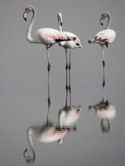 Фламинго на Тунисском озере.  Автор фото: Эль Голли Мохамед.
