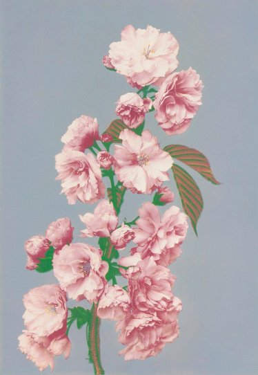 Японские цветы Огавы Кадзумасы - №13