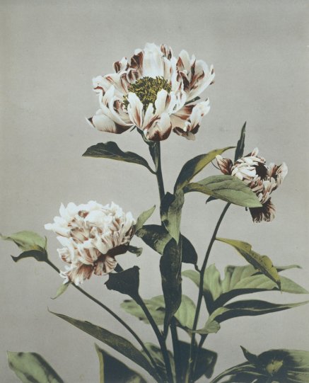 Японские цветы Огавы Кадзумасы - №15