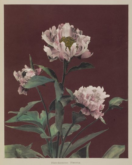 Японские цветы Огавы Кадзумасы - №23