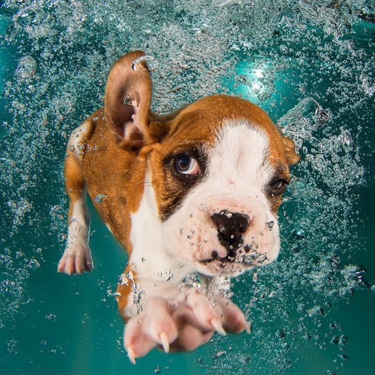 Фотопроект "Собаки под водой" - №1