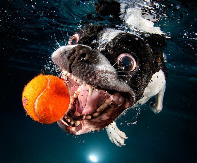 Фотопроект "Собаки под водой" - №3