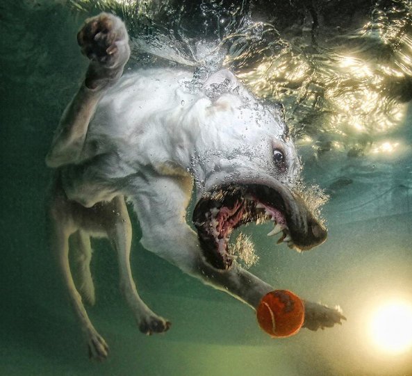 Фотопроект "Собаки под водой" - №5
