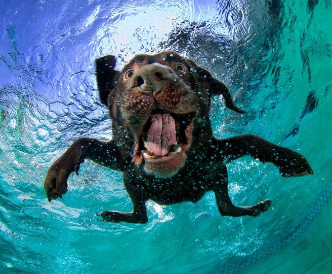 Фотопроект "Собаки под водой" - №7