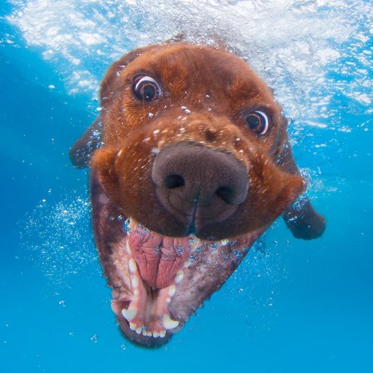 Фотопроект "Собаки под водой" - №9