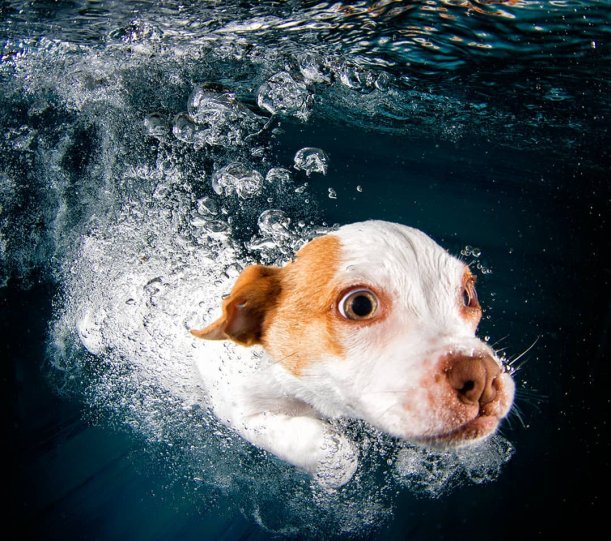 Фотопроект "Собаки под водой" - №11