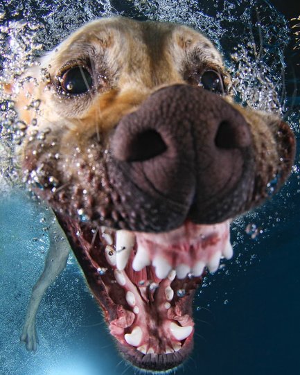 Фотопроект "Собаки под водой" - №13