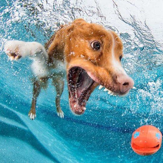 Фотопроект "Собаки под водой" - №15