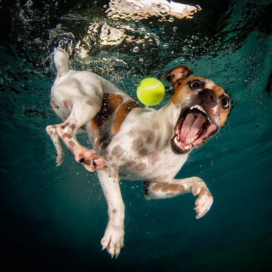 Фотопроект "Собаки под водой" - №17