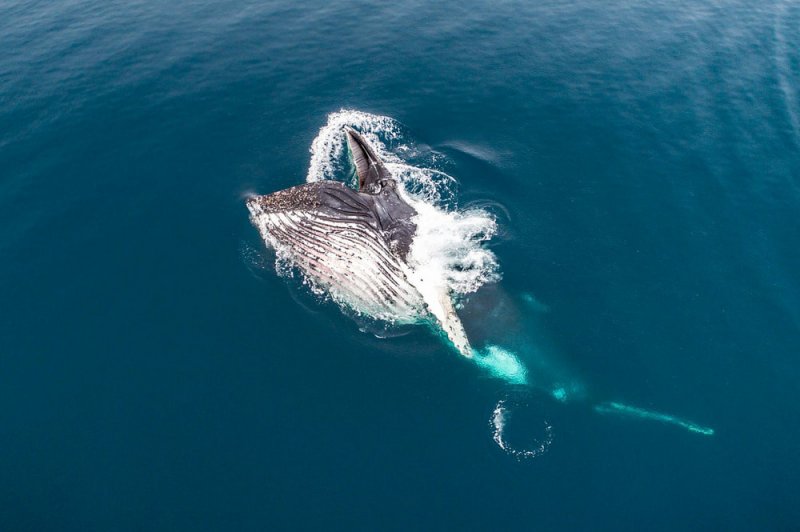 Финалист в категории «Дикая природа». Кормление горбатых китов, Антарктида. Автор фото: Флориан Леду.