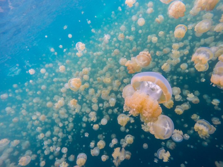 Медузы в Палау. Автор фото: Ричард Шнайдер
