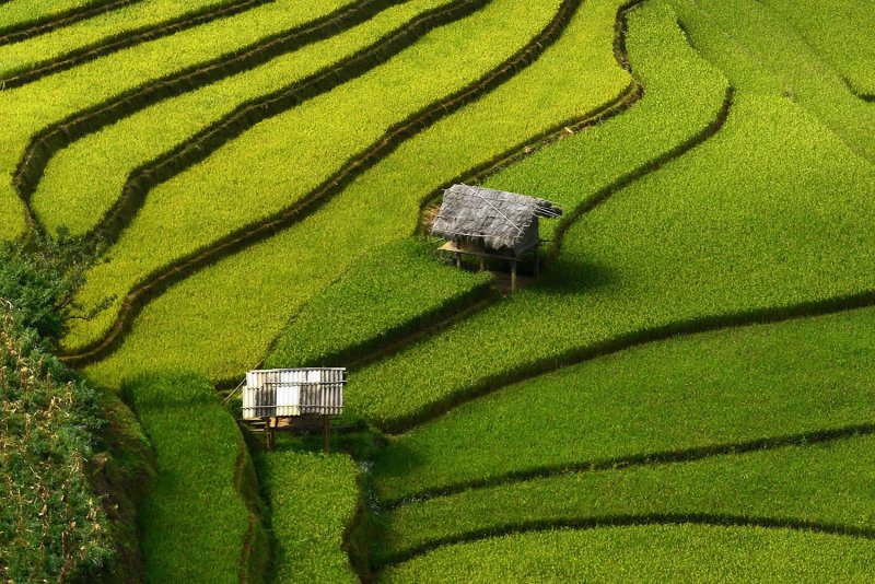 Великолепные рисовые террасы Вьетнама - №4