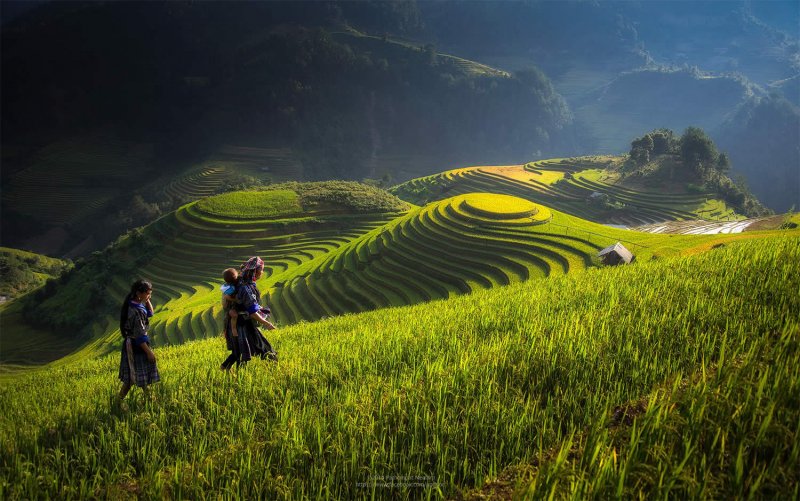 Великолепные рисовые террасы Вьетнама - №10