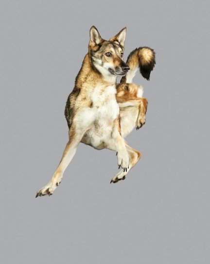 Фотографии собак в прыжке от Джулии Кристе - №1