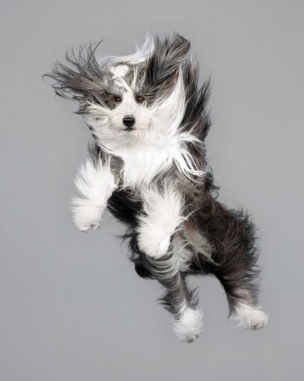Фотографии собак в прыжке от Джулии Кристе - №3