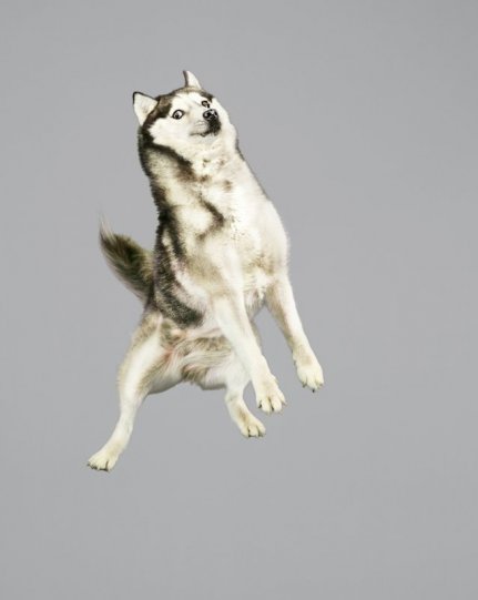Фотографии собак в прыжке от Джулии Кристе - №7