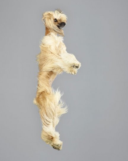 Фотографии собак в прыжке от Джулии Кристе - №9