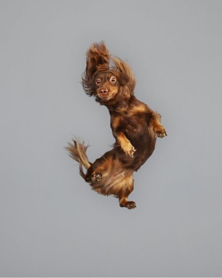 Фотографии собак в прыжке от Джулии Кристе - №11