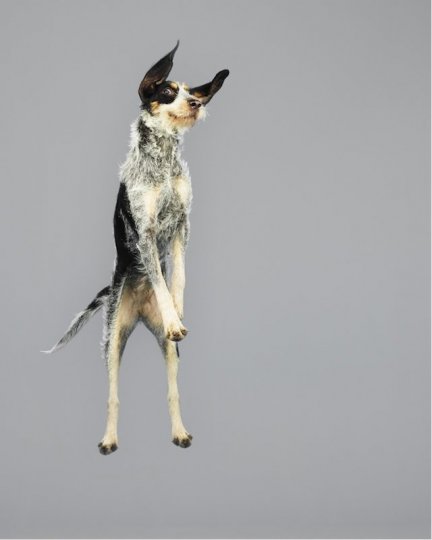 Фотографии собак в прыжке от Джулии Кристе - №13