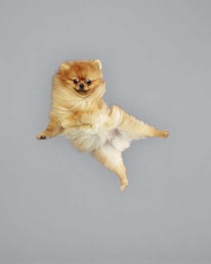 Фотографии собак в прыжке от Джулии Кристе - №17