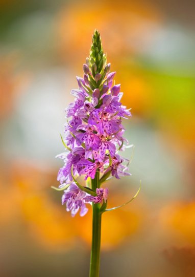 Финалист. Обычная пятнистая орхидея. Автор фото: Найджел Буркит.