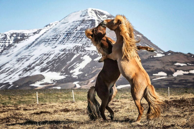 Дикие лошади Исландии - №1