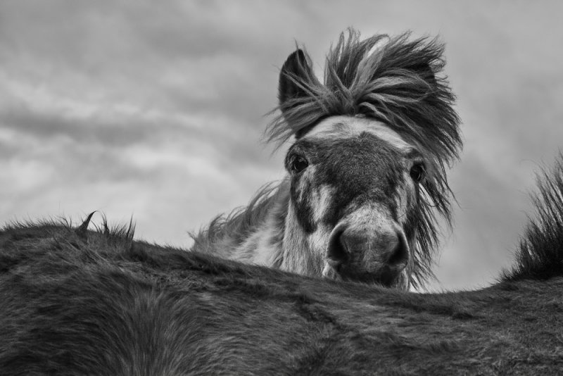 Дикие лошади Исландии - №8