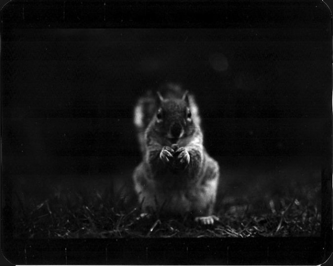 Фотограф-анималист Giacomo Brunelli - №12