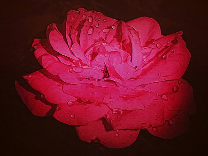 Роза шиповника