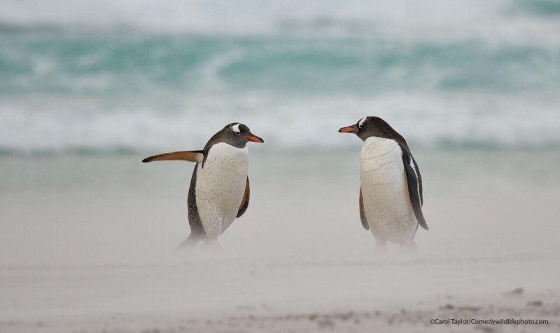 Пингвины что-то обсуждают. Автор Кэрол Тейлор.
