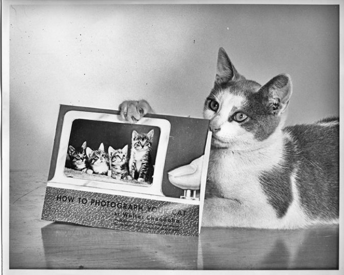 Уолтер Чандоха и его 90 тысяч фотографий котов - №31