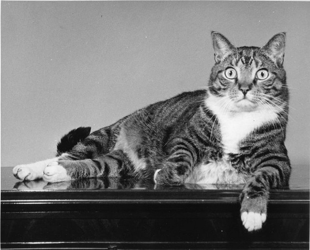 Уолтер Чандоха и его 90 тысяч фотографий котов - №32