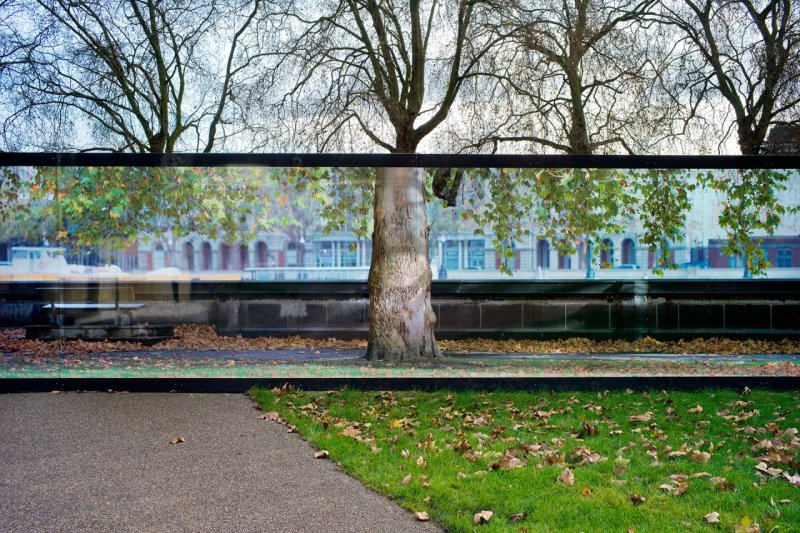 Дерево, Лондон. Фотограф Ник Тёрпин.