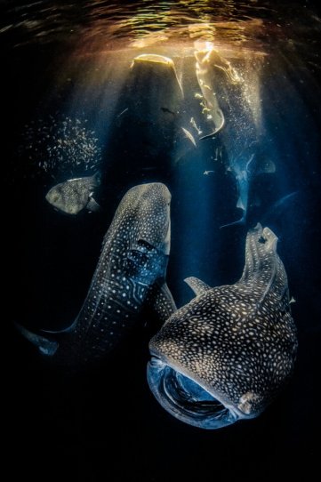 Лучшее фото UPY2022. Rafael Fernandez Caballero / Underwater Photographer of the Year 2022.